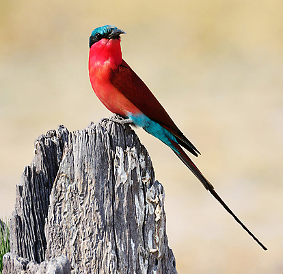 포토 JPG 해외이미지 주간 나무 한마리 야생동물 조류 앉기 사람없음 야외 해외포토 자연요소 식물 동물 1 모션 파일형식 이미지허브