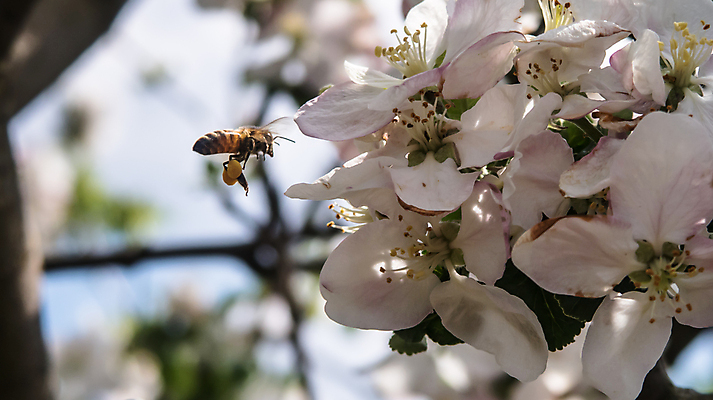 포토 JPG 해외이미지 나무 식물 계절 꽃잎 꽃 분홍색 백그라운드 잎 꽃무늬 자연 사람없음 야외 초록색 뷰티 정원 봄 벚꽃 흰색 나뭇가지 개화 내추럴 해외포토 컬러 무늬 생태계 파일형식 이미지허브