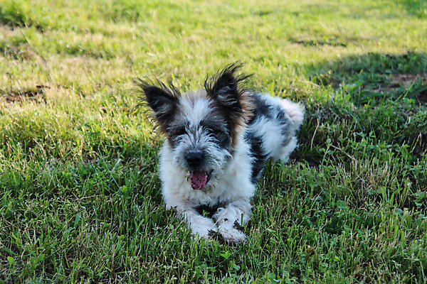 포토 JPG 해외이미지 동물 1 응시 공원 행복 얼굴 백그라운드 포유류 자연 털 매달리기 서기 사람없음 야외 초록색 반려동물 머리 흰색 입 닫기 개 강아지 솜털 송곳니 기르기 해외포토 시선 공공시설 감정 컬러 모션 신체부위 치아 생태계 돌봄 파일형식 이미지허브