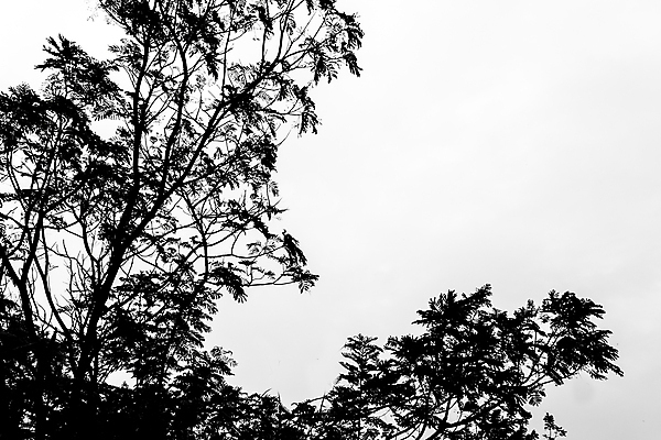 포토 JPG 해외이미지 나무 실루엣 선 백그라운드 잎 자연 하늘 그림자 미술 풍경 사람없음 목재 그래픽 검은색 회색 나뭇가지 시골 숲 해외포토 식물 컬러 재료 문화예술 촬영기법 생태계 파일형식 이미지허브