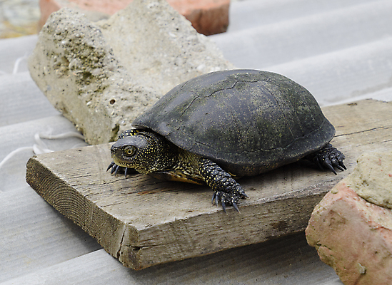 포토 JPG 해외이미지 동물 1 호수 야생동물 음식 파충류 자연 동물원 사람없음 목재 물 반려동물 강 머리 수중 수영 연못 점 거북이 땅 수족관 목 느림 내추럴 동물상 민물 해외포토 자연요소 나무 재료 신체부위 조형물 수상스포츠 생태계 파일형식 이미지허브