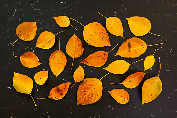 포토 JPG 해외이미지 식물 계절 백그라운드 단풍 잎 꽃무늬 패턴 오렌지 부분 자연 탁자 추상 프레임 사람없음 장식 빨간색 노란색 우주 검은색 활발 수확 나뭇가지 신용카드 그룹 황금 정상 숲 책상 유기농 질감 레이아웃 대리석 머리위 구성 미니멀 해외포토 나무 웰빙 꽃 컬러 가구 컨셉 무늬 농업 과일 재료 금융 생태계 파일형식 이미지허브