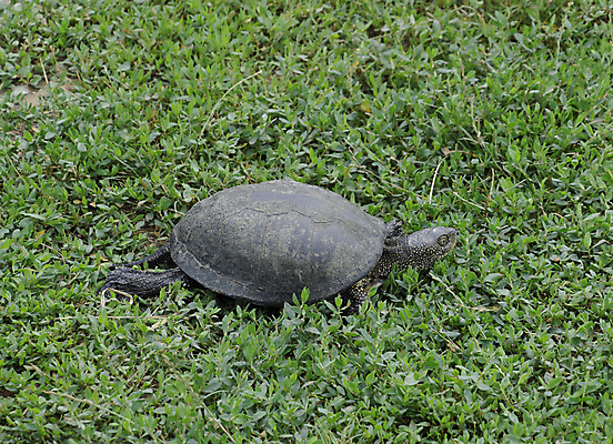 포토 JPG 해외이미지 동물 1 호수 야생동물 음식 파충류 자연 동물원 종류 사람없음 물 반려동물 강 머리 수영 껍질 연못 신선 점 거북이 땅 눈금 수족관 목 내추럴 동물상 등딱지 민물 해외포토 자연요소 신체부위 조형물 수상스포츠 생태계 파일형식 이미지허브
