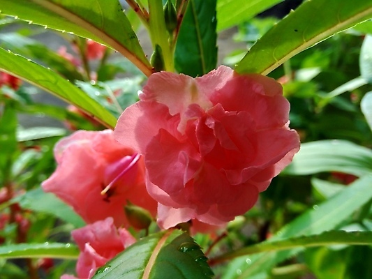 포토 JPG 해외이미지 식물 꽃잎 꽃 줄기 분홍색 꽃다발 백그라운드 잎 2 꽃무늬 채소 자연 함께함 사람없음 빨간색 초록색 여름 컬러풀 뷰티 정원 보라색 성장 벚꽃 신선 개화 허브 내추럴 강렬 추출 해외포토 계절 컬러 컨셉 무늬 생태계 파일형식 이미지허브