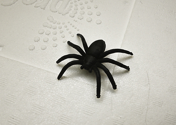 포토 JPG 해외이미지 동물 곤충 절지류 생물 사람없음 해충 무서움 거미 긴장 기어가기 못생김 해외포토 감정 모션 벌레 파일형식 이미지허브