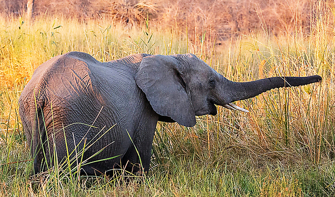 포토 JPG 해외이미지 주간 한마리 야생동물 초식동물 코끼리 사람없음 야외 해외포토 자연요소 동물 1 포유류 파일형식 이미지허브