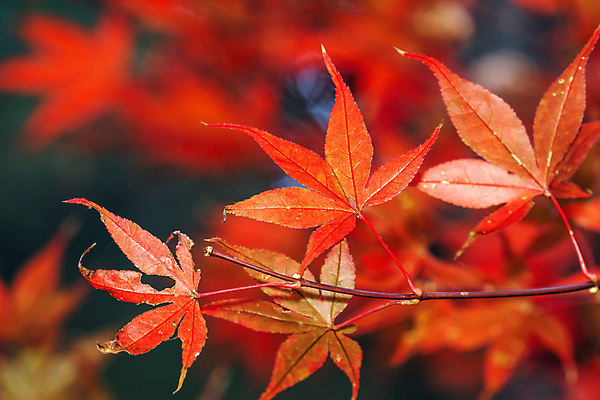 포토 JPG 해외이미지 나무 디자인 계절 아시아 여행 백그라운드 컨셉 단풍 잎 오렌지 자연 하늘 동양인 풍경 사람없음 야외 빨간색 빛 컬러풀 햇빛 태양 노란색 맑음 공백 가을 소프트포커스 숲 11월 대만 보케 동쪽 10월 내추럴 고립 카피스페이스 전경 해외포토 자연요소 식물 나라 컬러 과일 날씨 촬영기법 인종 날짜 방향 생태계 파일형식 탑뷰 이미지허브