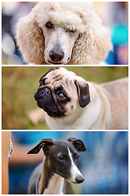 포토 JPG 해외이미지 동물 손 리본 포유류 사람없음 옆모습 반려동물 갈색 코트 흰색 시골 머리빗 우승 닫기 개 리트리버 강아지 푸들 쇼 모음 법관 불독 몸단장 송곳니 경보 기르기 승자 인기 지능 챔피언 표준 해외포토 뷰포인트 컬러 모션 신체부위 외투 미용용품 최고 치아 법률가 돌봄 파일형식 이미지허브