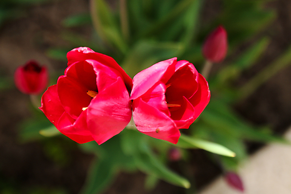 포토 JPG 해외이미지 식물 꽃잎 꽃 분홍색 여행 백그라운드 잎 꽃무늬 자연 발렌타인데이 풍경 사람없음 야외 빨간색 초록색 여름 뷰티 장미 정원 봄 벚꽃 신선 그룹 가죽 내추럴 해외포토 계절 컬러 무늬 데이이벤트 생태계 파일형식 이미지허브