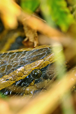 포토 JPG 해외이미지 동물 척추동물 아시아 야생동물 파충류 자연 국립공원 사람없음 뷰티 환경 다양 뱀 보호 숲 위험 큼 환경보전 생태계 생물학 육식동물 네팔 사냥꾼 서식지 동물상 보호구역 생태학 해외포토 직업 공원 교육 나라 다수 컨셉 조형물 크기 사회이슈 구역 파일형식 이미지허브
