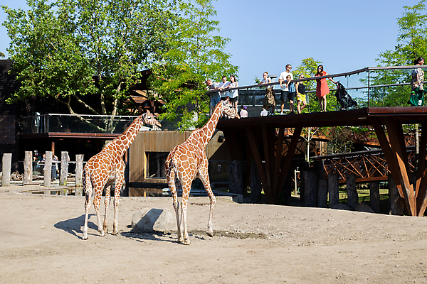 포토 JPG 해외이미지 동물 공원 야생동물 여행 포유류 아프리카 자연 초식동물 동물원 덴마크 사람 사람없음 야외 울타리 갈색 머리 여행객 관찰 큼 기린 피부 목 코펜하겐 해외포토 공공시설 나라 컬러 모션 북유럽 신체부위 담장 크기 생태계 파일형식 이미지허브