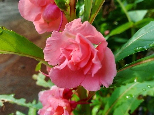 포토 JPG 해외이미지 식물 꽃잎 꽃 줄기 분홍색 꽃다발 백그라운드 잎 2 꽃무늬 채소 자연 함께함 사람없음 빨간색 초록색 여름 컬러풀 뷰티 정원 보라색 성장 벚꽃 신선 개화 허브 내추럴 강렬 추출 해외포토 계절 컬러 컨셉 무늬 생태계 파일형식 이미지허브