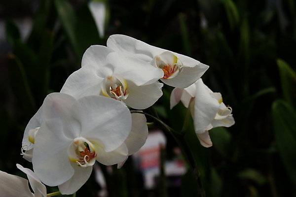 포토 JPG 해외이미지 식물 디자인 꽃잎 꽃 줄기 꽃다발 백그라운드 잎 꽃무늬 자연 선물 사람없음 장식 컬러풀 뷰티 노란색 정원 봄 벚꽃 흰색 나뭇가지 신선 개화 난초 우아함 꽃집 묘사 원예 호접란 분재 나방 내추럴 고립 이국적 해외포토 나무 계절 컬러 곤충 컨셉 무늬 취미 상점 생태계 파일형식 이미지허브