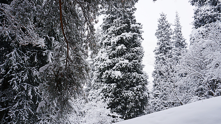 포토 JPG 해외이미지 나무 계절 공원 여행 백그라운드 크리스마스 겨울 자연 동화 날씨 휴가 새해 산 사람 풍경 사람없음 야외 목재 냉동 얼음 폭포 추위 안개 가을 흰색 소나무 숲 서리 전나무 눈보라 내추럴 카자흐스탄 폭설 눈내림 가문비나무 해외포토 자연요소 식물 공공시설 기념일 아시아 컬러 재료 눈_날씨 자연재해 생태계 파일형식 이미지허브