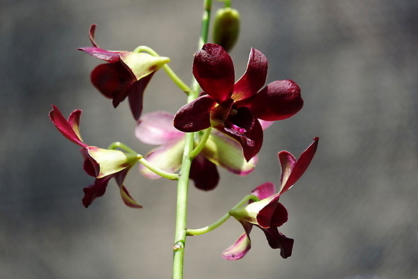 포토 JPG 해외이미지 식물 꽃잎 꽃 줄기 꽃다발 백그라운드 꽃무늬 자연 사람없음 장식 빨간색 뷰티 정원 보라색 봄 활발 벚꽃 나뭇가지 개화 난초 우아함 제비꽃 순수 묘사 원예 호접란 진홍색 내추럴 고립 블러 이국적 해외포토 나무 계절 컬러 컨셉 무늬 취미 생태계 파일형식 이미지허브