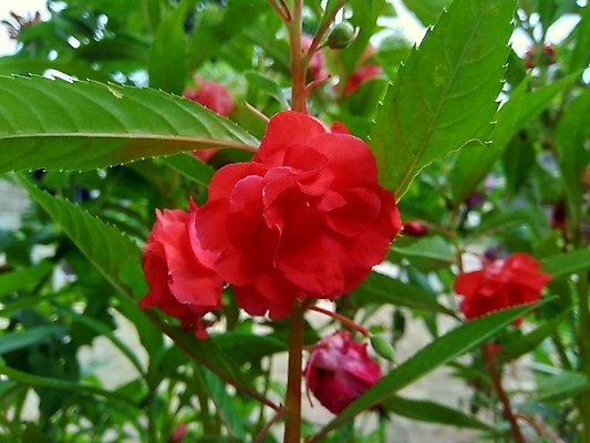 포토 JPG 해외이미지 식물 꽃잎 꽃 줄기 분홍색 꽃다발 백그라운드 잎 2 꽃무늬 채소 자연 함께함 사람없음 빨간색 초록색 여름 컬러풀 뷰티 정원 보라색 성장 벚꽃 신선 개화 허브 내추럴 강렬 추출 해외포토 계절 컬러 컨셉 무늬 생태계 파일형식 이미지허브