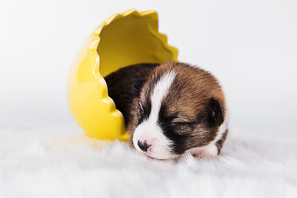 포토 JPG 해외이미지 행복 새끼 사람없음 반려동물 귀여움 잠 개 강아지 계란껍데기 부활절계란 해외포토 동물 감정 컨셉 포유류 부활절 계란 파일형식 이미지허브