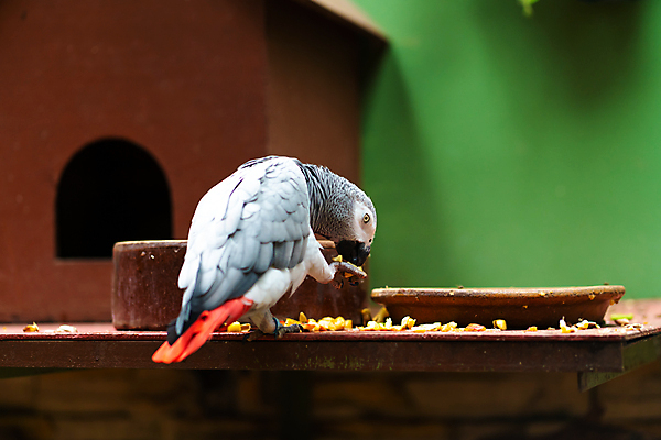포토 JPG 해외이미지 나무 동물 공원 야생동물 백그라운드 날개 아프리카 자연 조류 앉기 사람없음 빨간색 초록색 여름 반려동물 컬러풀 정원 회색 나뭇가지 닫기 숲 깃털 꼬리 부리 앵무새 남쪽 내추럴 이국적 잉꼬 콩고 해외포토 식물 계절 공공시설 나라 컬러 모션 방향 생태계 파일형식 이미지허브
