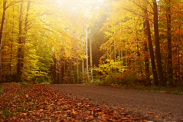 포토 JPG 해외이미지 나무 계절 공원 도로 길 여행 백그라운드 잎 오렌지 가족 자연 벽지 풍경 사람없음 야외 목재 초록색 빛 컬러풀 햇빛 노란색 환경 맑음 가을 시골 숲 시들음 10월 내추럴 방법 선두 해외포토 식물 공공시설 컬러 과일 재료 관계 교통시설 날씨 태양 날짜 생태계 파일형식 이미지허브