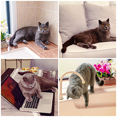 포토 JPG 해외이미지 동물 응시 남자 꽃 포즈 백그라운드 포유류 자연 놀이 영국 주택 털 통 사람없음 물 반려동물 컴퓨터 고양이 목욕 회색 욕실 키보드 휴게실 달콤 작음 모피 타일 호기심 부드러움 모음 솜털 기르기 해외포토 자연요소 식물 시선 감정 유럽 컬러 컨셉 사람 건물 전자제품 청결 감각 맛 크기 생태계 돌봄 파일형식 이미지허브