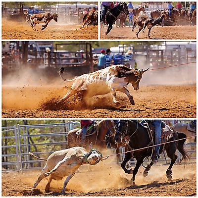 포토 JPG 해외이미지 동물 문화 밧줄 스포츠 포즈 모션 자연 사람없음 달리기 가축 경쟁 경기장 공연 운전 시골 승마 카우보이 호주 승차 익스트림스포츠 속도 황소 쇼 먼지 모음 로데오 송아지 라이더 서쪽 토너먼트 해외포토 줄 새끼 컨셉 스포츠시설 이벤트 소 오세아니아 방향 생태계 파일형식 이미지허브