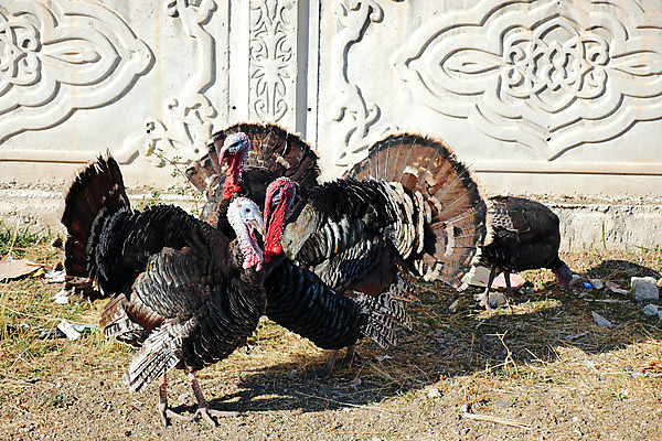 포토 JPG 해외이미지 동물 음식 백그라운드 자연 사람없음 야외 농장 소고기 흰색 먹여주기 칠면조 내추럴 해외포토 컬러 농업 조류 육류 먹기 생태계 파일형식 이미지허브