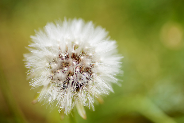 포토 JPG 해외이미지 식물 계절 꽃 자연 사람없음 초록색 컬러풀 뷰티 환경 성장 벚꽃 원형 닫기 수분 민들레 꽃가루 부드러움 솜털 내추럴 고립 카피스페이스 해외포토 도형 컬러 모션 공백 감각 가루 생태계 파일형식 이미지허브