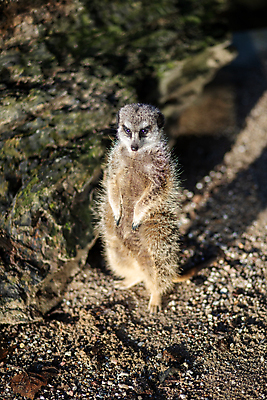 포토 JPG 해외이미지 동물 1 공원 야생동물 여행 포유류 아프리카 자연 동물원 덴마크 서기 사람없음 야외 햇빛 태양 갈색 여행객 정원 작음 싱글 육식동물 주말 방문 미어캣 코펜하겐 해외포토 자연요소 공공시설 나라 컬러 모션 북유럽 사람 크기 생태계 파일형식 이미지허브