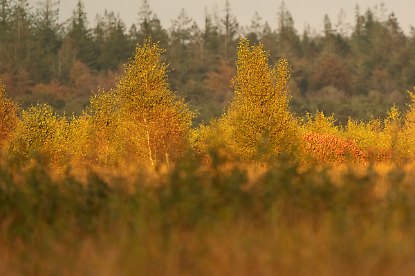 포토 JPG 해외이미지 나무 계절 공원 유럽 선 여행 백그라운드 잎 오렌지 자연 풍경 사람없음 야외 초록색 빛 햇빛 갈색 노란색 환경 맑음 가을 나뭇가지 시골 신용카드 황금 숲 11월 장면 마법 10월 내추럴 깊이 해외포토 식물 공공시설 나라 컬러 과일 날씨 금융 태양 날짜 생태계 파일형식 이미지허브