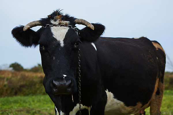 포토 JPG 해외이미지 동물 백그라운드 밭 농업 포유류 자연 하늘 풍경 사람없음 초록색 여름 파란색 농장 농경지 머리 마을 환경 맑음 검은색 가축 봄 목장 소고기 우유 흰색 시골 소 군중 먹이 방목 땅 먹기 허브 밀짚 동물상 밭일 찰과상 목가 해외포토 식물 계절 산업 컬러 모션 날씨 유제품 육류 사람 신체부위 조형물 짚 축산업 상처 생태계 파일형식 이미지허브