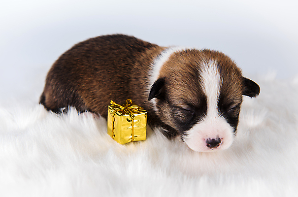 포토 JPG 해외이미지 행복 새끼 크리스마스 기념 실내 선물 사람없음 선물상자 반려동물 바구니 귀여움 잠 개 강아지 해외포토 동물 기념일 감정 컨셉 포유류 내부 상자 파일형식 이미지허브