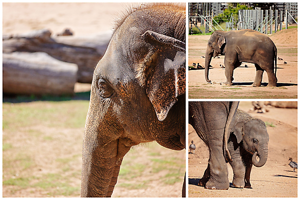 포토 JPG 해외이미지 동물 여자 남자 신체 포유류 아프리카 초식동물 코끼리 사람없음 평화 환경 사막 아기 작업 원형 소 숲 큼 황소 귀 상아 온도 모음 멸종 서식지 리빙 거인 사바나 소셜 초식 해외포토 도형 나라 컨셉 사람 신체부위 크기 파일형식 이미지허브