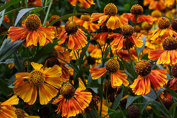 포토 JPG 해외이미지 식물 계절 꽃잎 꽃 줄기 백그라운드 꽃무늬 오렌지 자연 국화 사람없음 빨간색 뷰티 노란색 정원 활발 벚꽃 신선 원형 개화 수분 원예 향기 장면 꽃가루 내추럴 온실 그리너리 해외포토 도형 컬러 컨셉 무늬 과일 취미 가루 생태계 냄새 파일형식 트랜드컬러 이미지허브