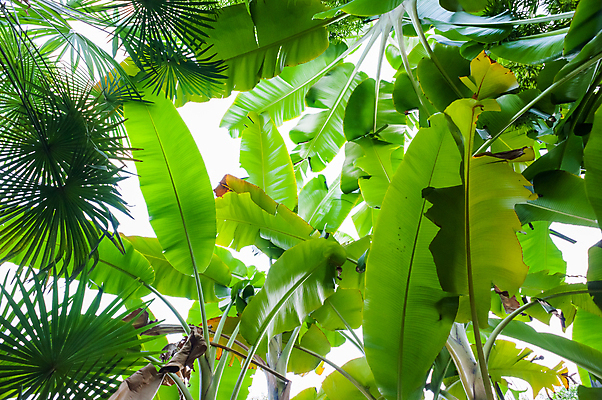 포토 JPG 해외이미지 나무 식물 계절 공원 문화 백그라운드 잎 자연 하늘 추상 사람없음 야외 목재 초록색 빛 햇빛 태양 뷰티 환경 정원 맑음 봄 성장 나뭇가지 신선 숲 내추럴 해외포토 자연요소 공공시설 컬러 무늬 재료 날씨 생태계 파일형식 이미지허브