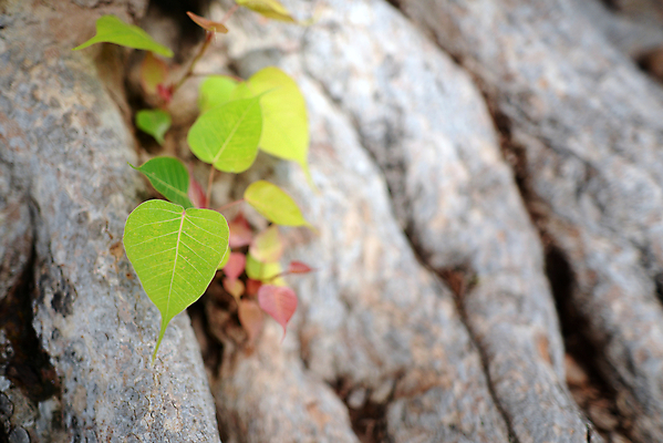 포토 JPG 해외이미지 나무 식물 공원 아시아 백그라운드 잎 태국 자연 표면 동양인 사람없음 야외 초록색 빛 환경 정원 성장 나뭇가지 신선 거친 소프트포커스 질감 뿌리 내추럴 해외포토 공공시설 나라 컬러 촬영기법 인종 생태계 파일형식 이미지허브