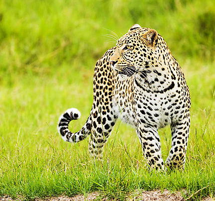 포토 JPG 해외이미지 야생동물 여행 사람없음 해외포토 동물 파일형식 이미지허브