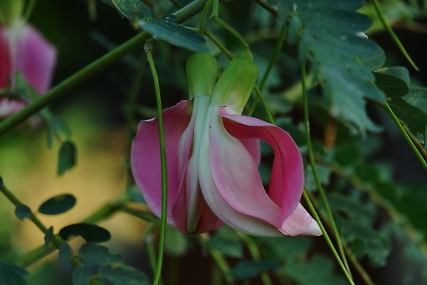 포토 JPG 해외이미지 나무 식물 전통 꽃잎 꽃 음식 백그라운드 잎 꽃무늬 채소 재료 자연 건강 사람없음 야외 빨간색 초록색 뷰티 정원 성장 벚꽃 흰색 나뭇가지 신선 그룹 닫기 허브 유기농 날것 섬유 내추럴 고립 채식주의자 해외포토 웰빙 컬러 무늬 모션 직물 생태계 채식 파일형식 이미지허브