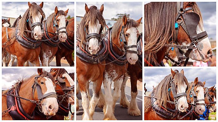 포토 JPG 해외이미지 동물 전통 문화 밭 농업 포유류 자연 노동자 사람없음 농장 농경지 갈색 머리 힘 수확 시골 업무 작업 재산 당기기 큼 땅 근육질 갈기 모음 무거움 내추럴 굴레 기르기 밭일 옛날 쟁기 줄서기 해외포토 직업 산업 컬러 모션 근육 신체부위 금융 무게 크기 몸매 생태계 돌봄 파일형식 이미지허브
