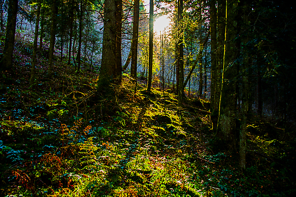 포토 JPG 해외이미지 나무 식물 공원 유럽 여행 컨셉 잎 자연 추상 이끼 풍경 사람없음 야외 목재 초록색 빛 햇빛 태양 평화 환경 침묵 이탈리아 하이킹 안개 소나무 황무지 숲 장면 북쪽 상록수 침엽수 내추럴 삼림지대 생태학 해외포토 자연요소 공공시설 교육 나라 컬러 무늬 재료 레저 날씨 소리 방향 생태계 파일형식 이미지허브