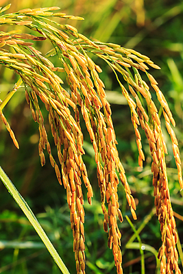 포토 JPG 해외이미지 식물 아시아 음식 백그라운드 잎 농업 태국 자연 하늘 밥 동양인 사람없음 야외 초록색 물 파란색 농작물 농장 노란색 정원 수확 흰색 시골 시리얼 동쪽 내추럴 논밭 밭일 숙성 해외포토 자연요소 나라 산업 컬러 밭 논 인종 방향 생태계 파일형식 이미지허브