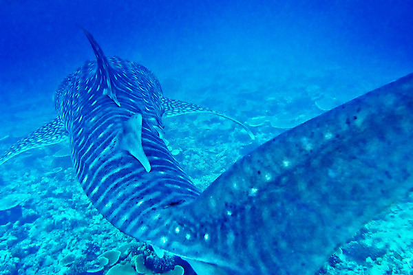 포토 JPG 해외이미지 동물 아시아 야생동물 바다 여행 자연 항해 어류 사람없음 물 뷰티 환경 바닷속 수중 다양 잠수함 환경보전 생태계 다이빙 생물학 지느러미 상어 암초 서식지 인도양 몰디브 깊이 동물상 생태학 해외포토 자연요소 교육 나라 다수 배_교통 조형물 수영 수중동물 사회이슈 수중스포츠 파일형식 이미지허브