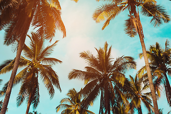 포토 JPG 해외이미지 주간 하늘 사람없음 야외 여름 야자수 여름풍경 해외포토 자연요소 나무 계절 풍경 파일형식 여름_계절 이미지허브