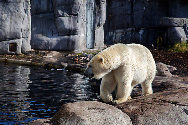 포토 JPG 해외이미지 동물 야생동물 곰 포유류 자연 털 동물원 사람없음 야외 글로벌 여행객 걷기 힘 추위 흰색 위험 큼 북극 육식동물 멸종 서식지 동물상 인기 코펜하겐 해외포토 컬러 컨셉 모션 덴마크 사람 조형물 크기 극지방 생태계 파일형식 이미지허브