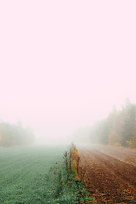 포토 JPG 해외이미지 나무 계절 밭 농업 자연 아침 날씨 풍경 사람없음 야외 가로 초록색 농경지 평화 환경 침묵 고요 습기 추위 안개 가을 시골 속도 내추럴 땅바닥 뿌연 해외포토 주간 식물 산업 컬러 컨셉 바닥 농장 소리 생태계 파일형식 이미지허브