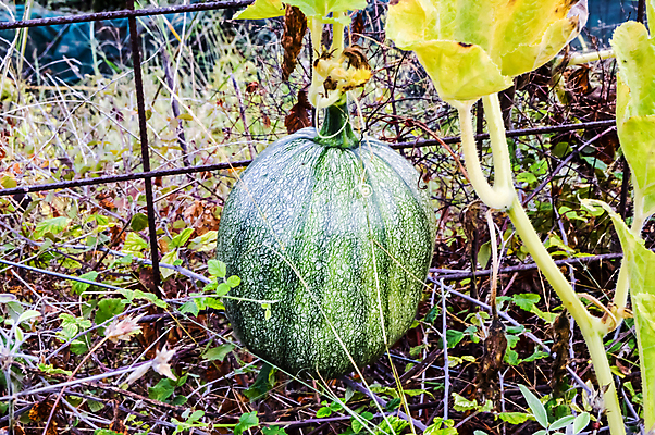 포토 JPG 해외이미지 1 열매 음식 줄기 백그라운드 과일 부분 손가락 자연 수박 사람없음 빨간색 초록색 여름 한개 주스 줄무늬 껍질 흰색 신선 원형 달콤 멜론 먹기 오브젝트 싱글 흰배경 상쾌 유기농 질감 날것 슬라이스 광택 내추럴 강렬 깨짐 숙성 완벽 해외포토 도형 식물 손 웰빙 계절 감정 음료 컬러 컨셉 무늬 모션 맛 생태계 파일형식 이미지허브