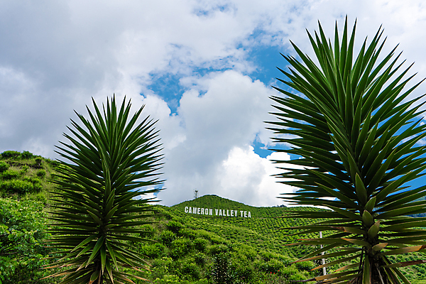 포토 JPG 해외이미지 나무 식물 손 여자 아시아 여행 백그라운드 잎 밭 농업 자연 산 사람 동양인 사람없음 초록색 농작물 태양 뷰티 농장 농경지 환경 정원 계곡 수확 시골 신선 땅 언덕 유기농 장면 말레이시아 산악지대 해외포토 자연요소 웰빙 나라 산업 컬러 인종 신체부위 생태계 파일형식 이미지허브