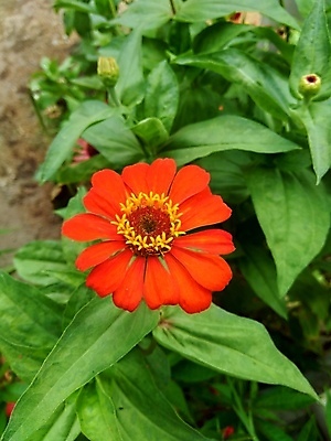 포토 JPG 해외이미지 식물 디자인 공원 꽃잎 꽃 분홍색 백그라운드 잎 꽃무늬 오렌지 자연 추상 국화 사람없음 야외 장식 빨간색 초록색 여름 컬러풀 태양 뷰티 노란색 정원 보라색 봄 벚꽃 신선 개화 원예 내추럴 강렬 여의주 해외포토 자연요소 계절 공공시설 컬러 무늬 과일 취미 생태계 파일형식 이미지허브