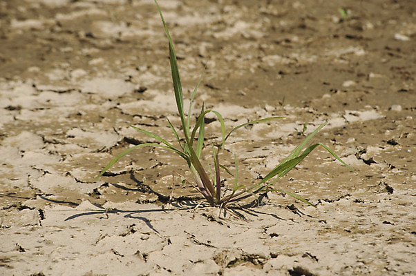 포토 JPG 해외이미지 식물 지구 종류 사람없음 힘 활발 다양 에너지 심볼 해외포토 다수 컨셉 파일형식 이미지허브