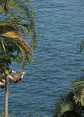 포토 JPG 해외이미지 나무 바다 섬 여행 잎 자연 지붕 휴가 주택 손바닥 사람없음 야외 초록색 물 파란색 코코넛 브라질 대서양 파라다이스 해외포토 자연요소 식물 손 컬러 과일 건물 남아메리카 생태계 파일형식 이미지허브