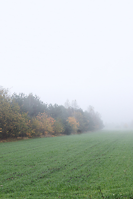 포토 JPG 해외이미지 나무 계절 밭 농업 자연 아침 날씨 풍경 사람없음 야외 가로 초록색 농경지 평화 환경 침묵 고요 습기 추위 안개 가을 시골 속도 내추럴 땅바닥 뿌연 해외포토 주간 식물 산업 컬러 컨셉 바닥 농장 소리 생태계 파일형식 이미지허브